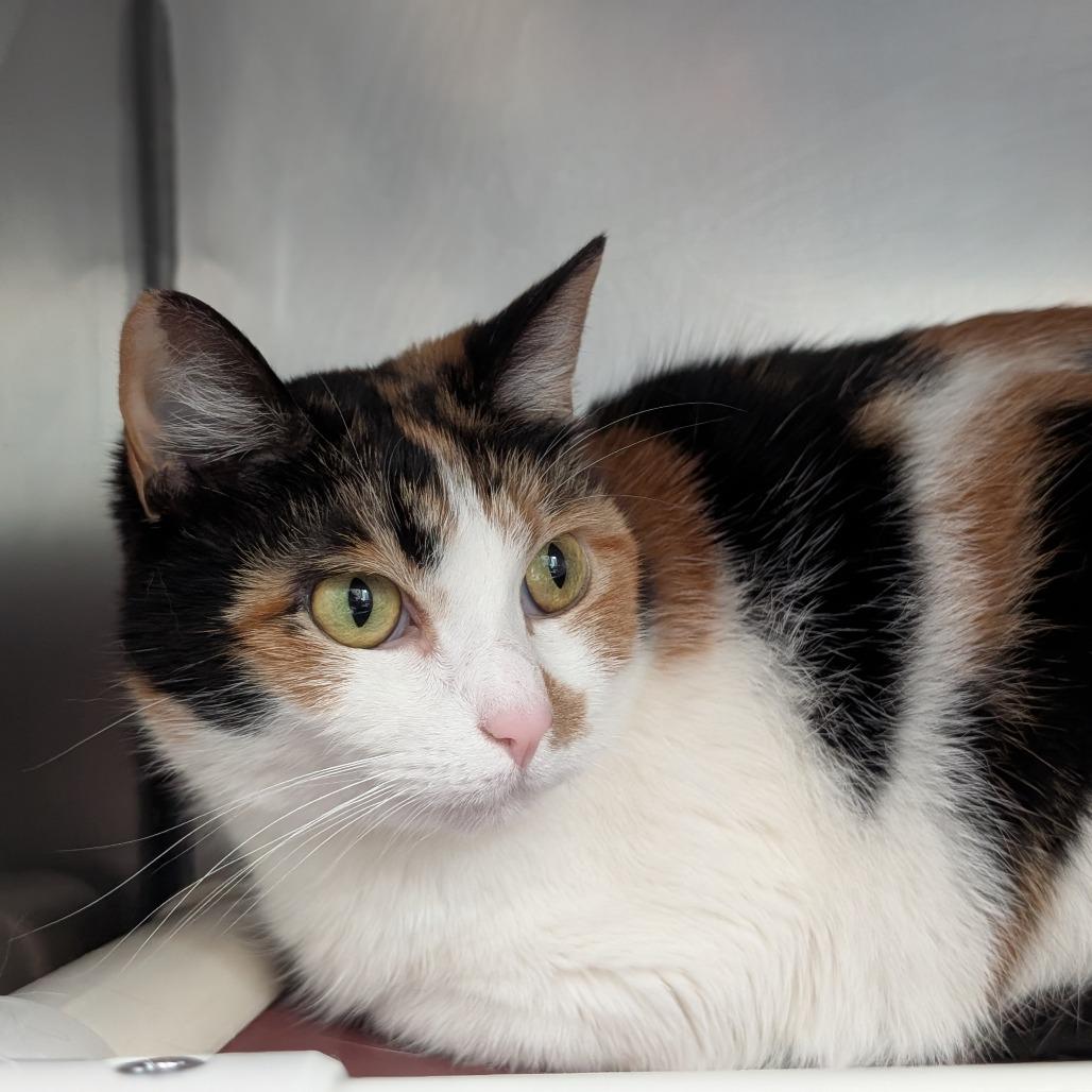 Enlarge Daisy Doily, a Adoptable Domestic Short Hair in Asheville, NC image 2/5