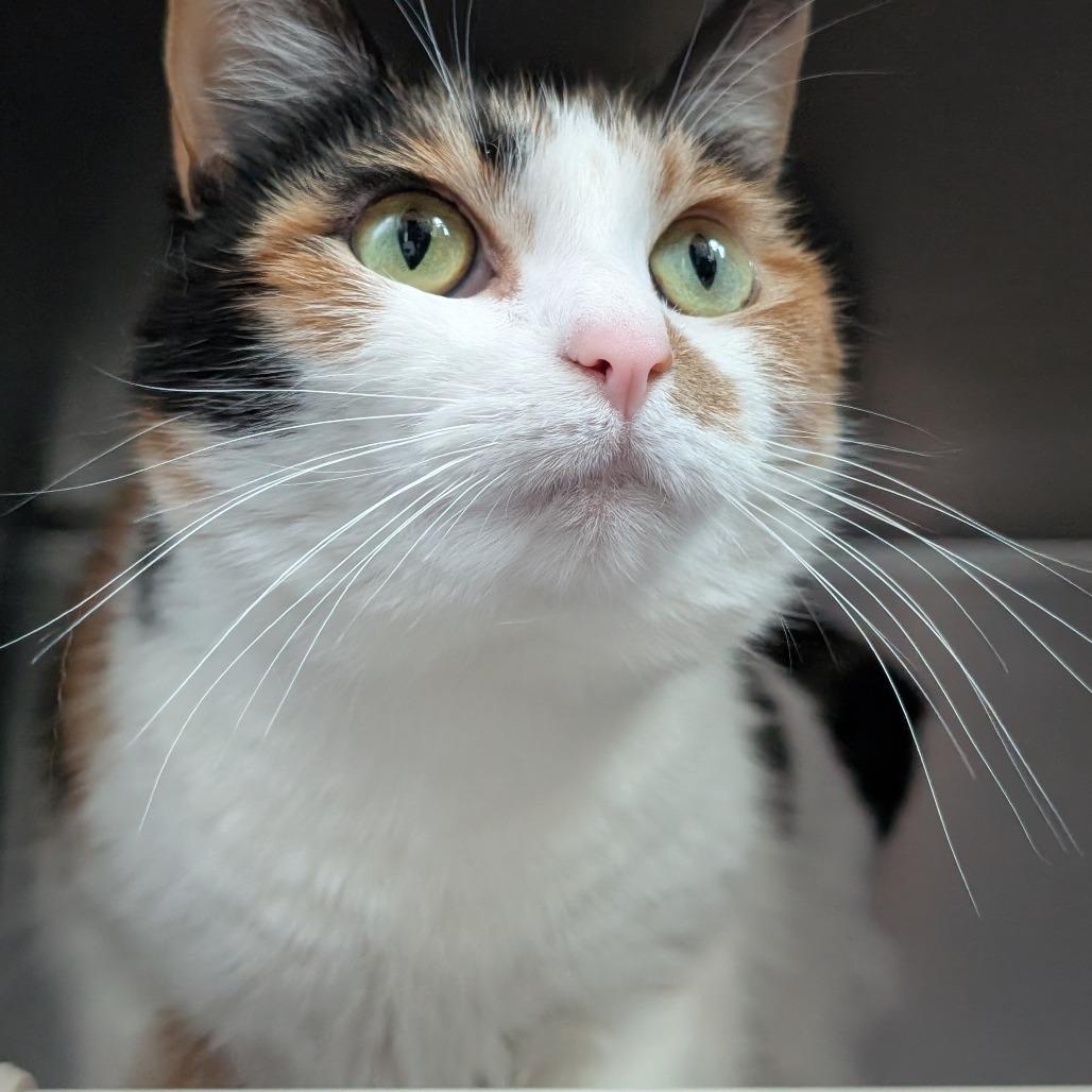 Enlarge Daisy Doily, a Adoptable Domestic Short Hair in Asheville, NC image 4/5