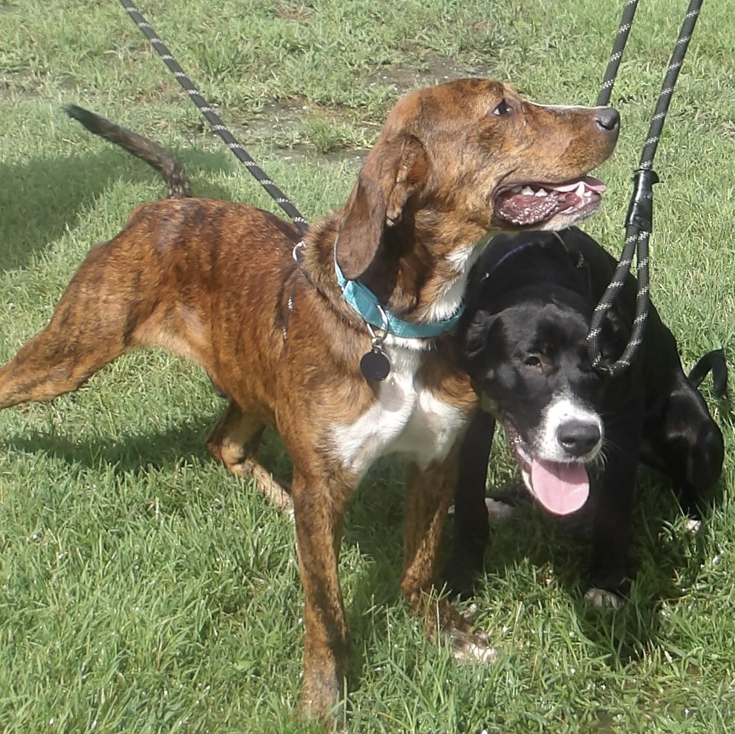 Enlarge Gidget, a ADOPTABLE mixed breed in Gloucester, VA image 2/4