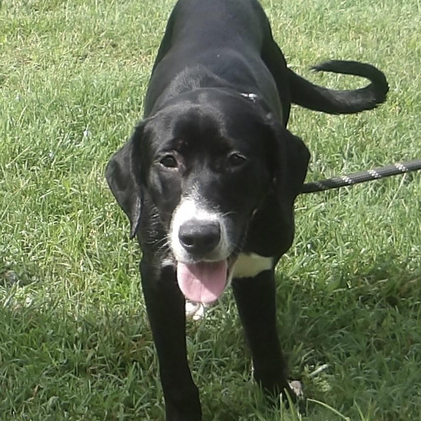Enlarge Gidget, a ADOPTABLE mixed breed in Gloucester, VA image 4/4