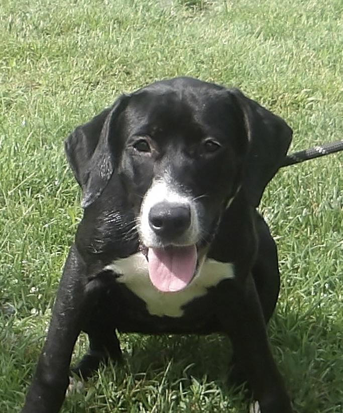 Enlarge Gidget, a ADOPTABLE mixed breed in Gloucester, VA image 3/4