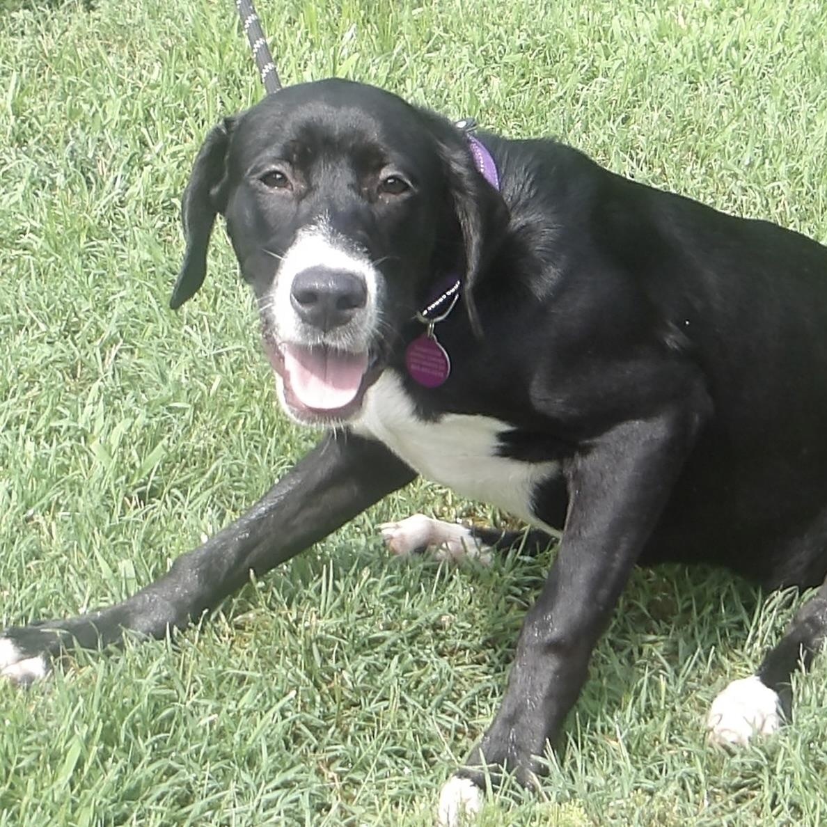 Gidget, ADOPTABLE, Puppy Female Great Dane.