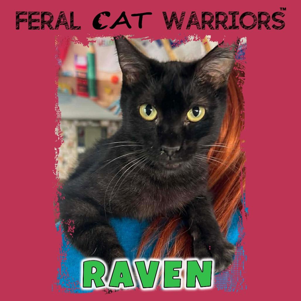Raven, Adoptable, Adult Female Domestic Short Hair.