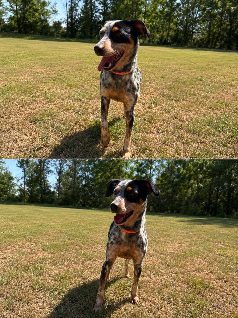 Enlarge Lilly, a Adopted mixed breed in Russellville, KY image 1/1