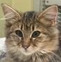 Enlarge Holly, a Adopted Domestic Short Hair in Independence, MO image 1/2