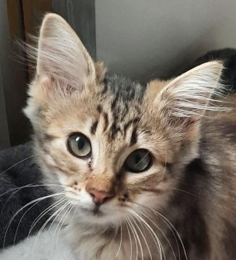 Enlarge Holly, a Adopted Domestic Short Hair in Independence, MO image 2/2