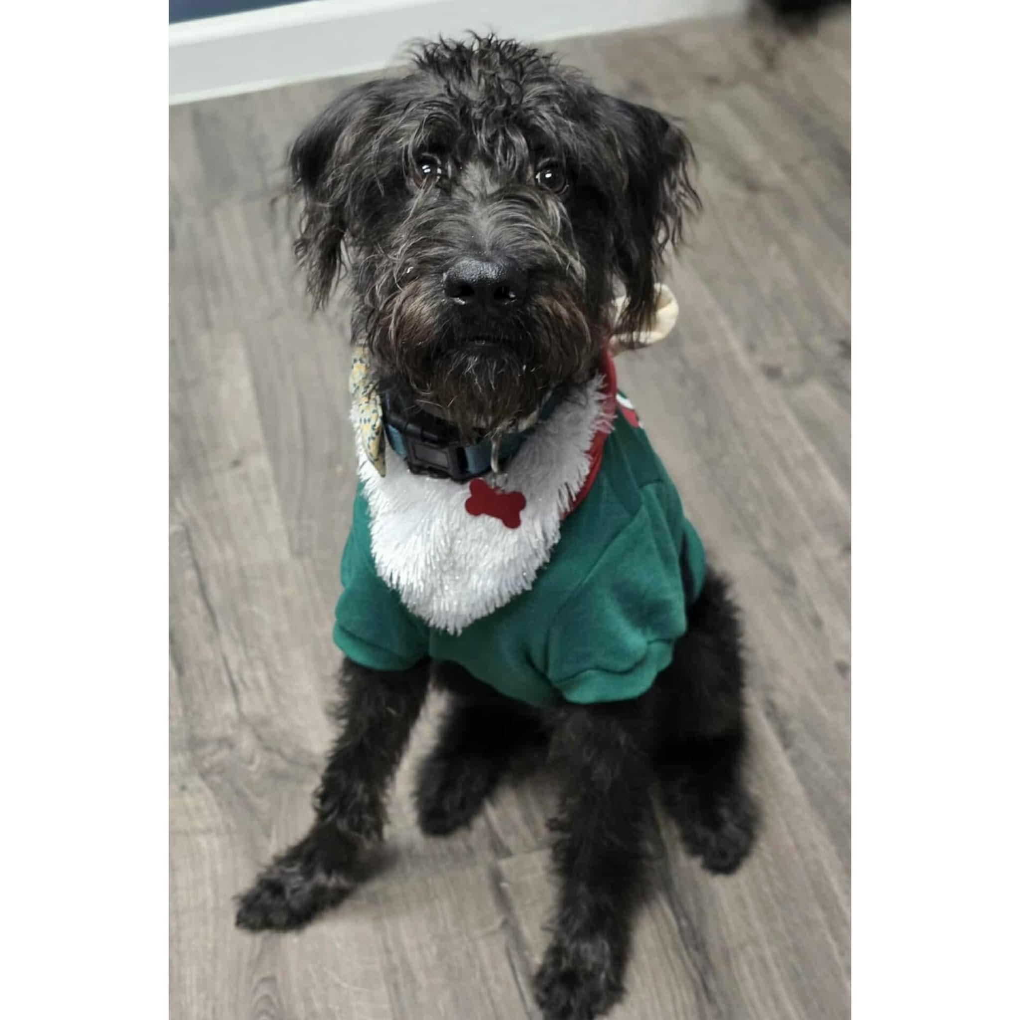 Pluto, ADOPTABLE, Young Male Schnauzer & Poodle.