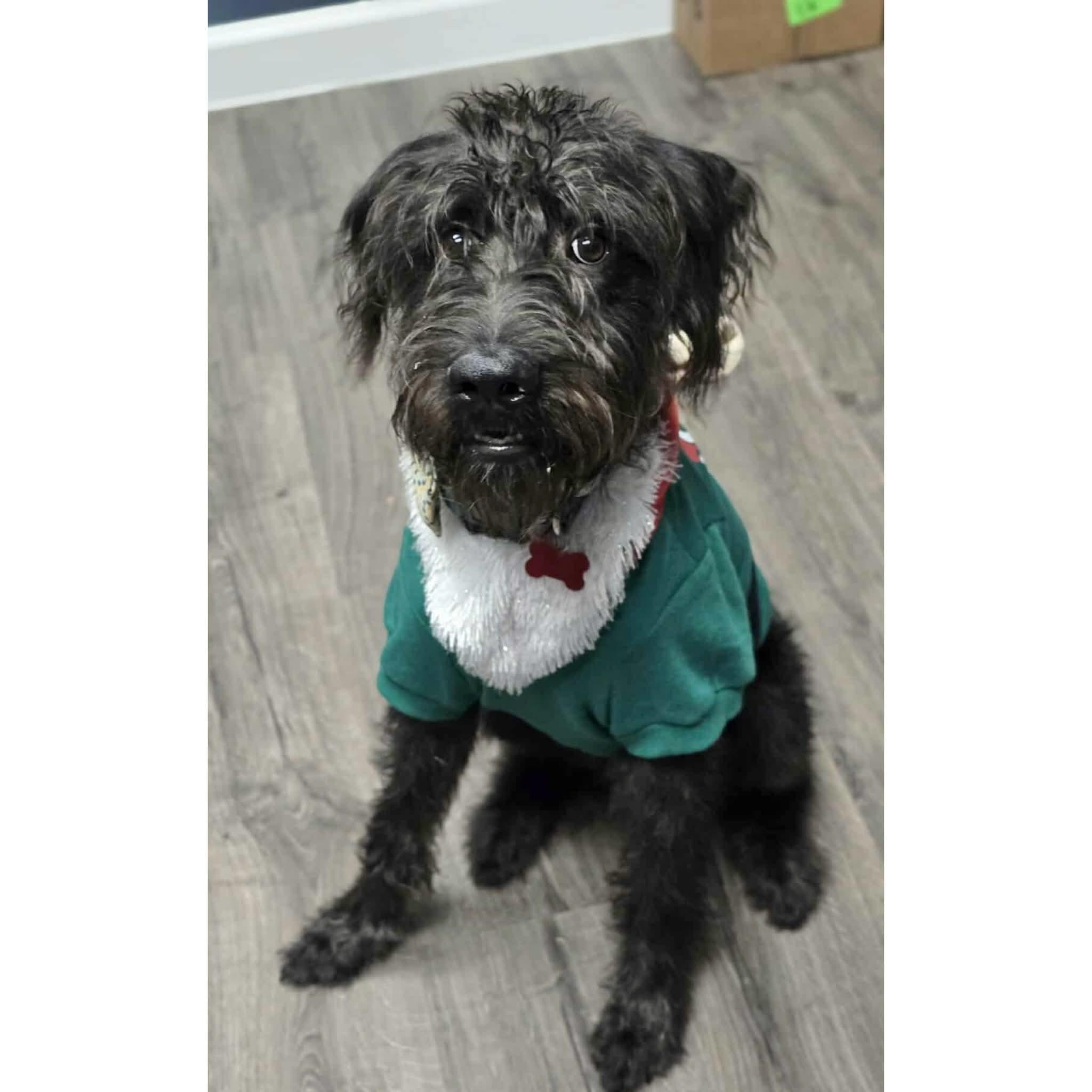 Enlarge Pluto, a ADOPTABLE mixed breed in Boulder, CO image 3/3