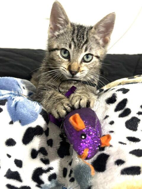Kitten Dumpling, Adopted, Kitten Female Domestic Short Hair.
