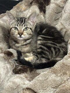 Enlarge Kitten Dumpling, a Adopted Domestic Short Hair in Seal Beach, CA image 2/3