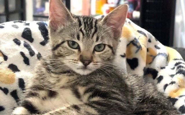 Enlarge Kitten Dumpling, a Adopted Domestic Short Hair in Seal Beach, CA image 3/3