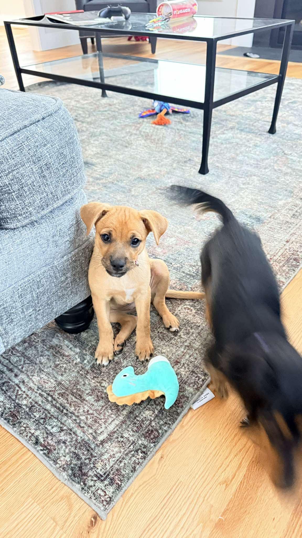 Flora, a ADOPTABLE mixed breed in Hillsdale, NY image 2/4