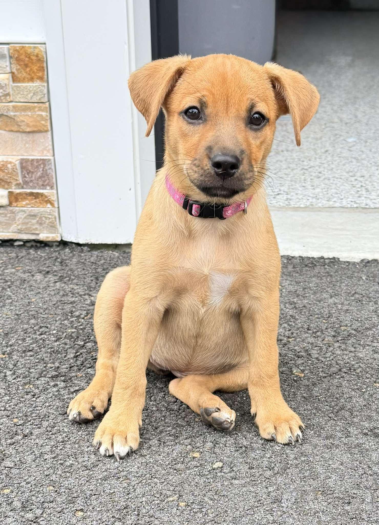 Flora, a ADOPTABLE mixed breed in Hillsdale, NY image 1/4
