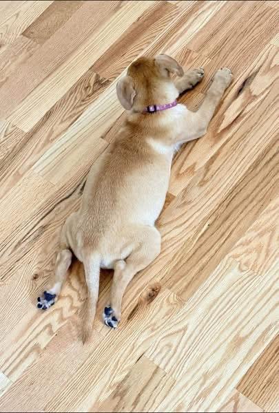 Flora, a ADOPTABLE mixed breed in Hillsdale, NY image 4/4