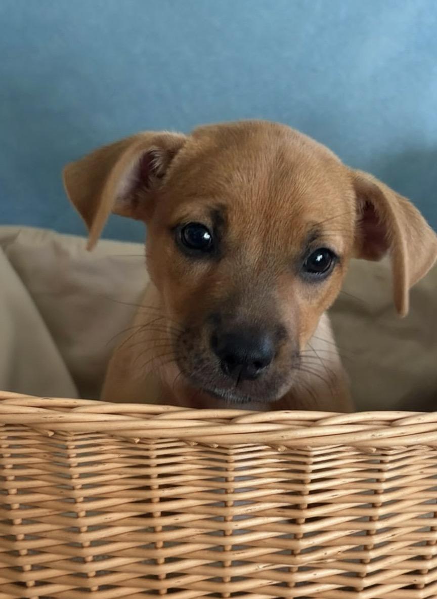 Flora, a ADOPTABLE mixed breed in Hillsdale, NY image 3/4