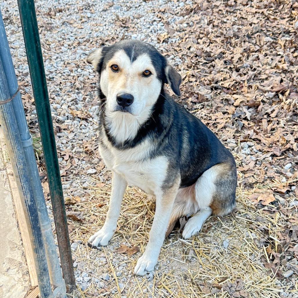 Enlarge Adaline, a Adoptable mixed breed in Pineville, MO image 1/1