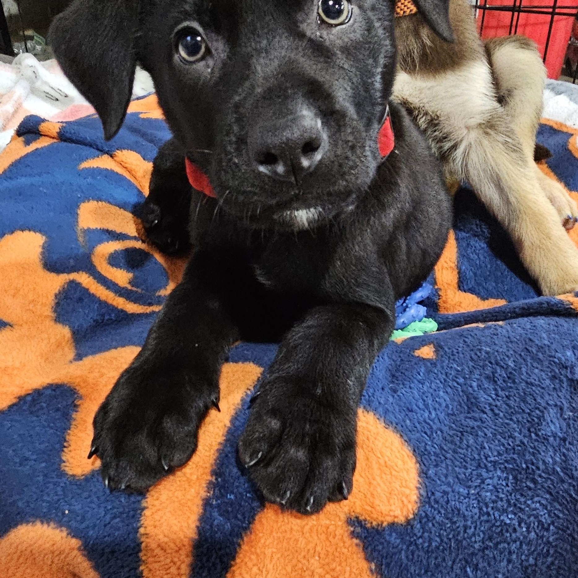 Enlarge Huk, a ADOPTABLE Mixed Breed in Kenosha, WI image 3/4