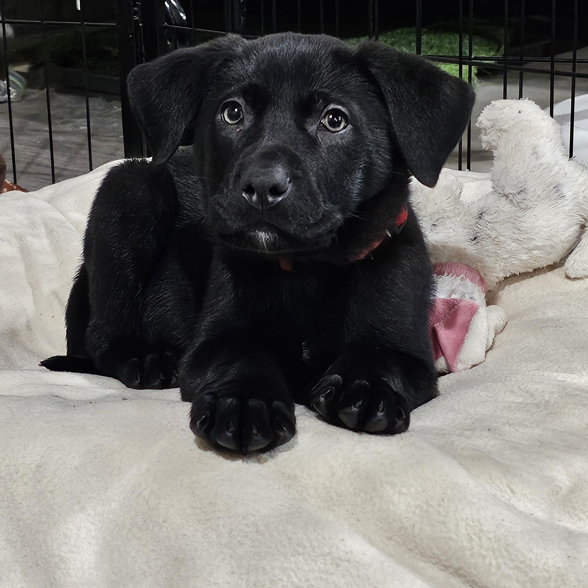 Enlarge Huk, a ADOPTABLE Mixed Breed in Kenosha, WI image 1/4