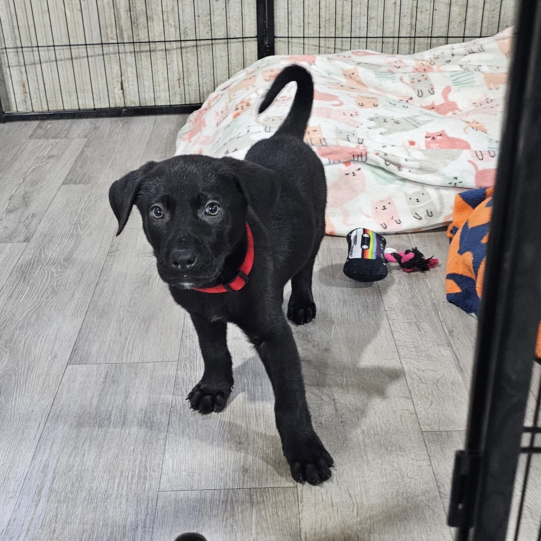 Enlarge Huk, a ADOPTABLE Mixed Breed in Kenosha, WI image 4/4