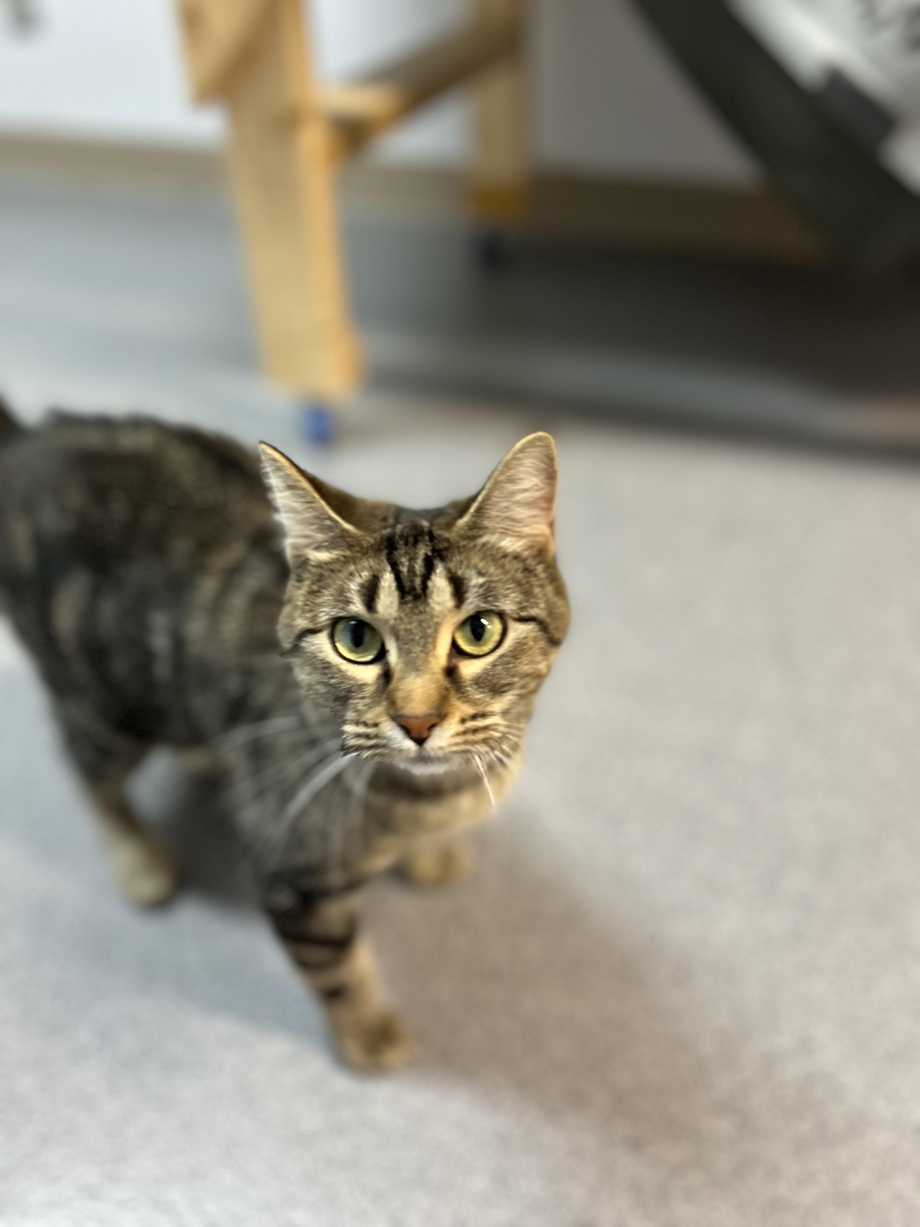 Amber, a Adoptable Domestic Short Hair in Chisholm, MN image 4/5