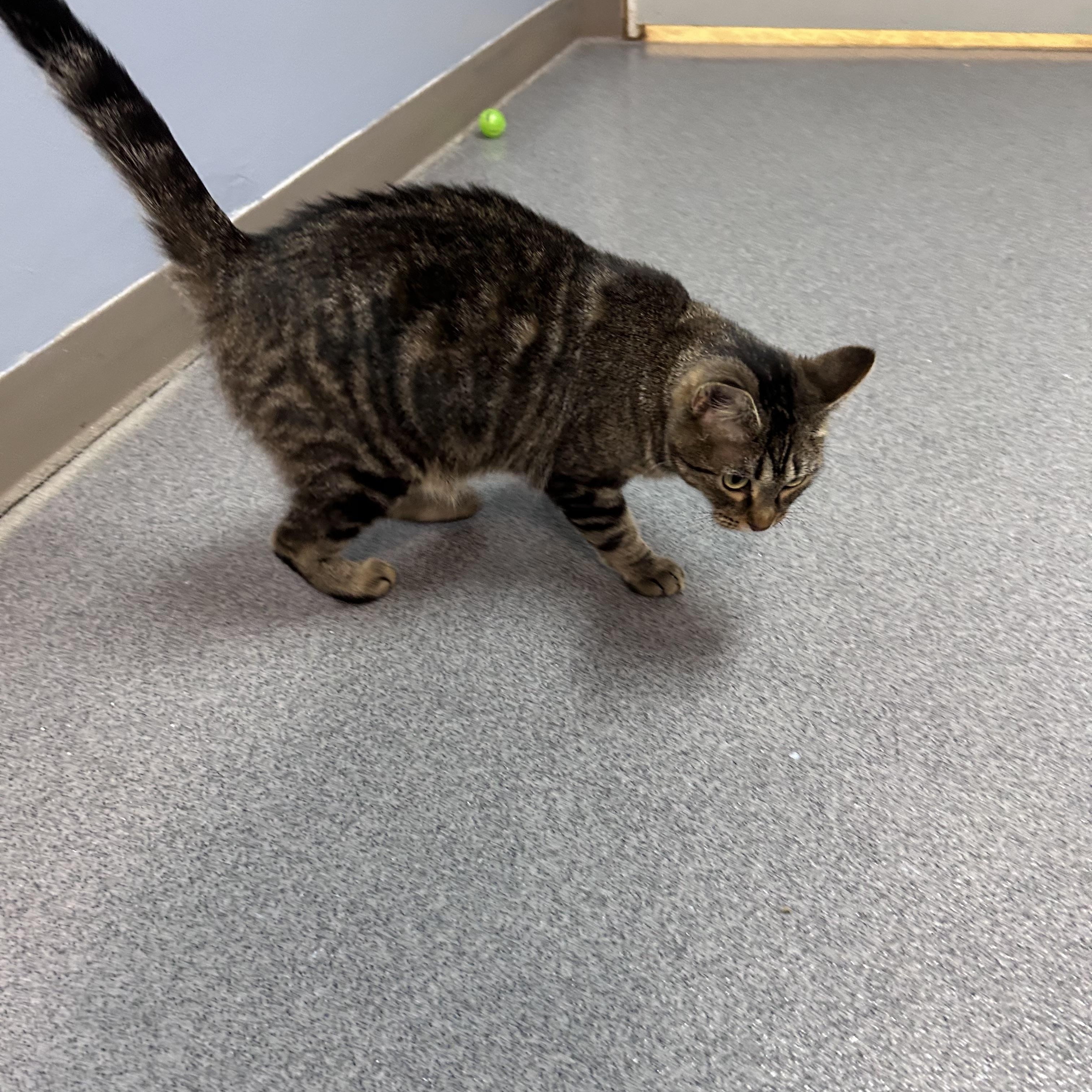 Amber, a Adoptable Domestic Short Hair in Chisholm, MN image 3/5