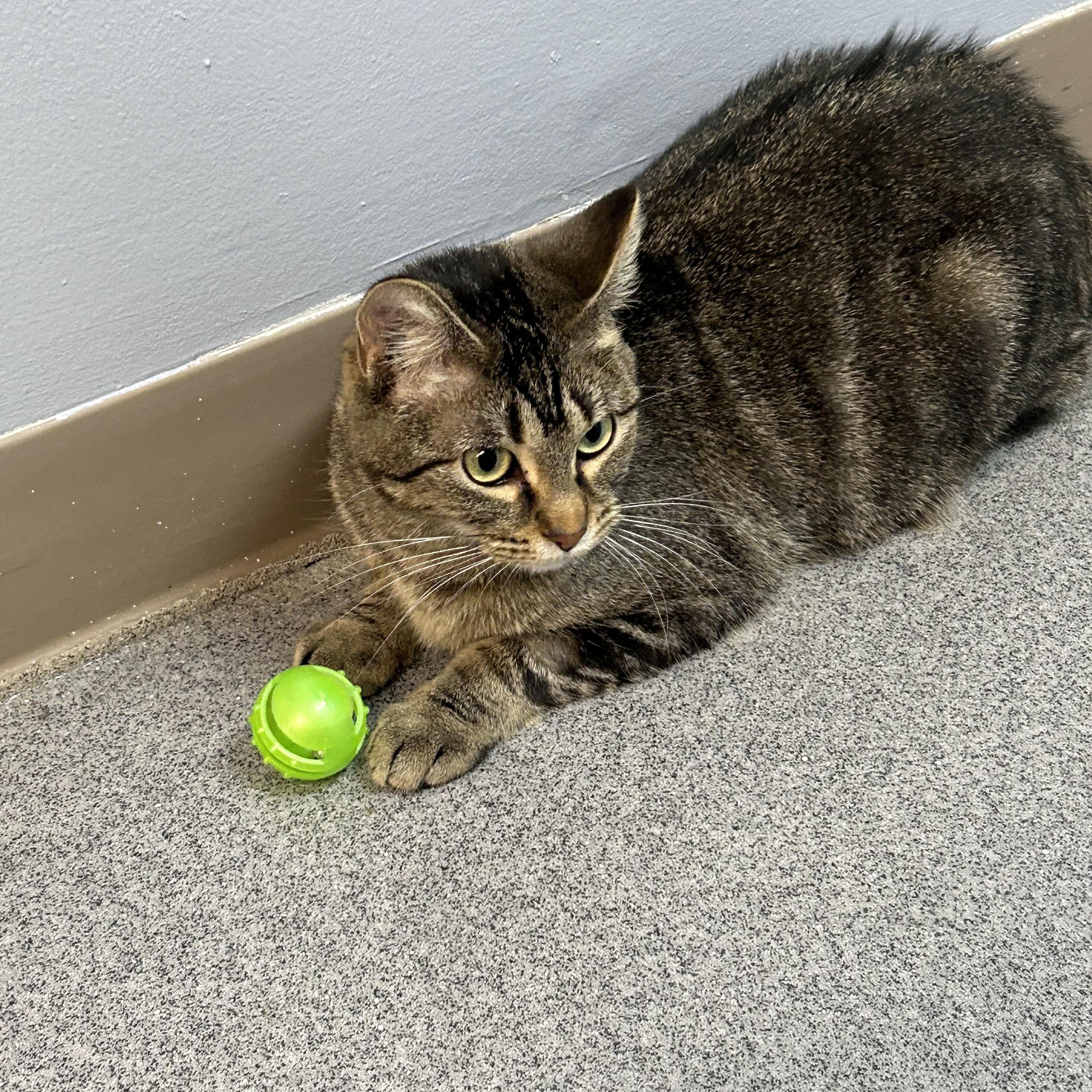 Amber, a Adoptable Domestic Short Hair in Chisholm, MN image 5/5