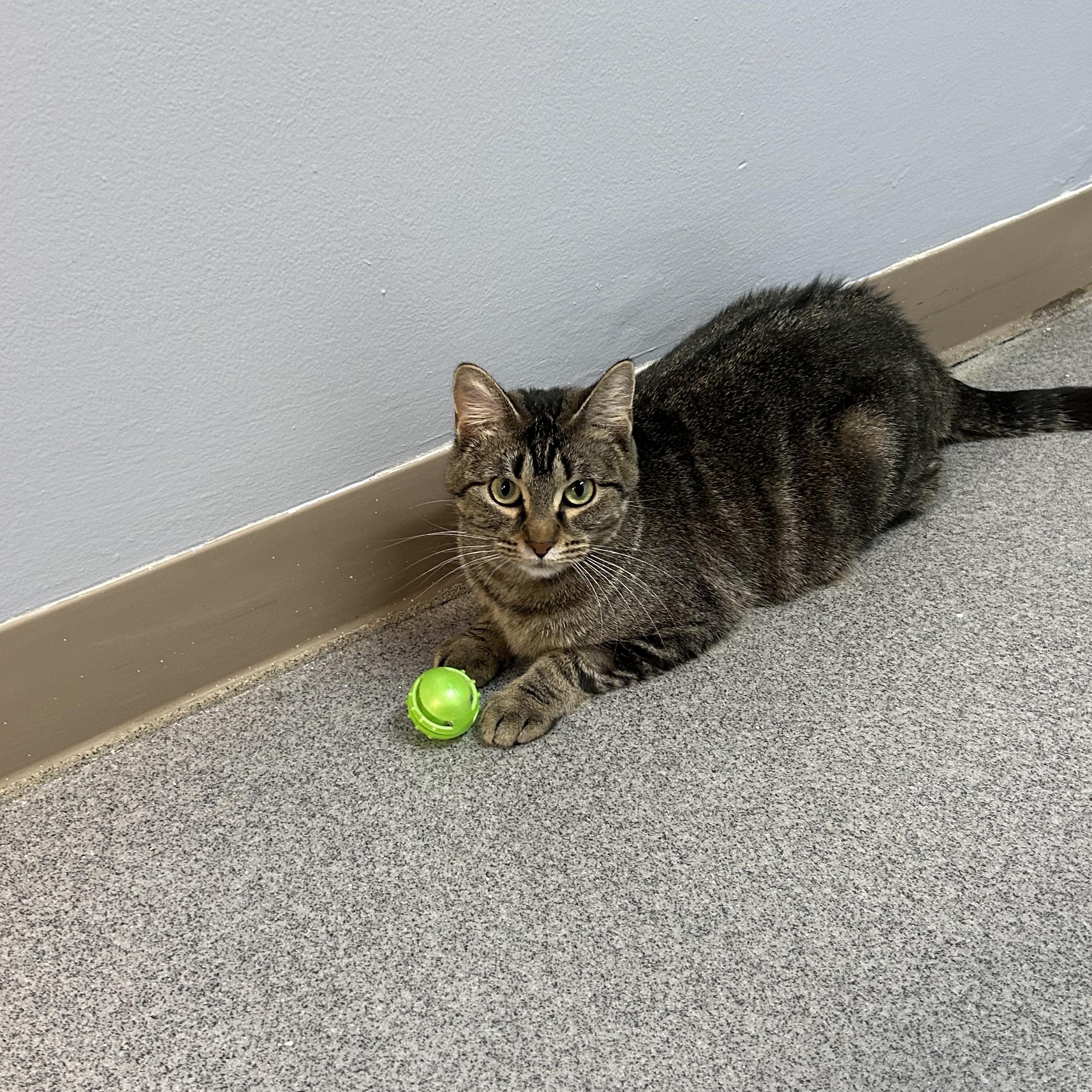 Amber, a Adoptable Domestic Short Hair in Chisholm, MN image 2/5