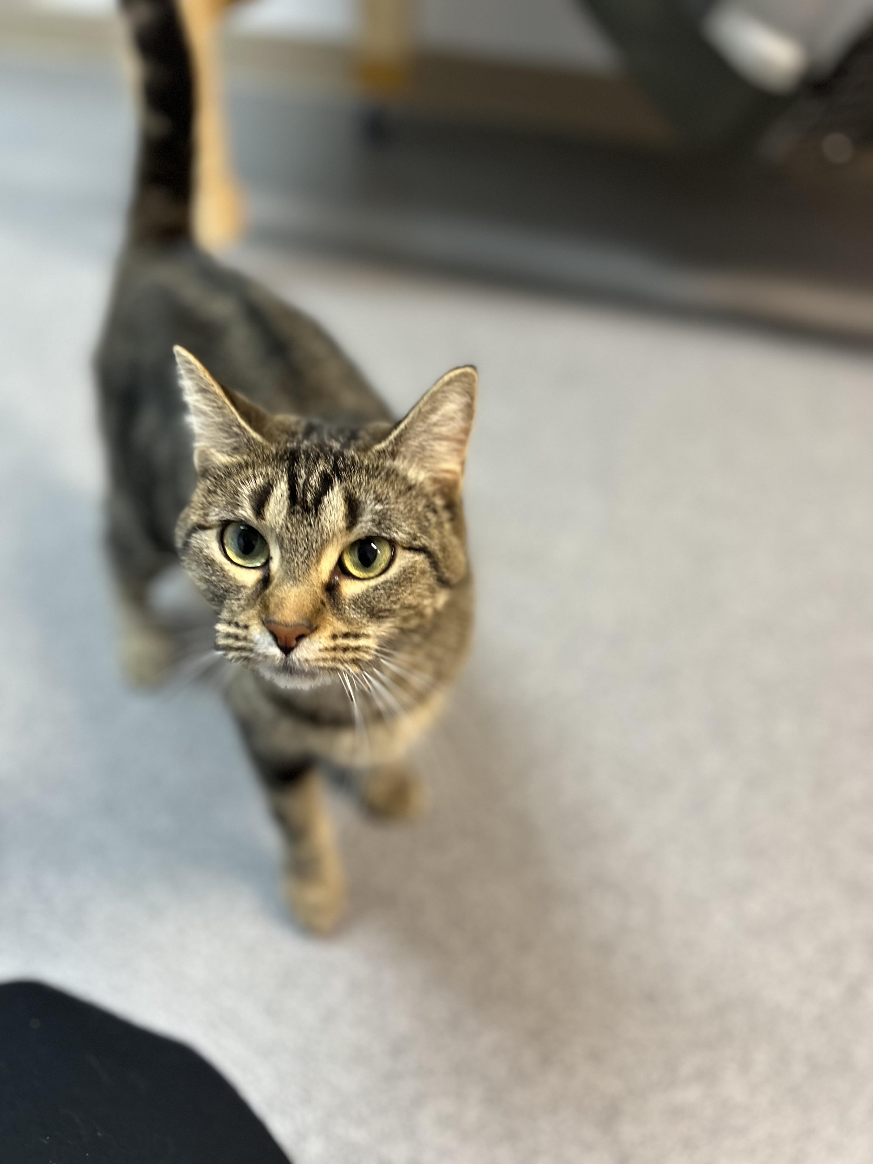 Amber, a Adoptable Domestic Short Hair in Chisholm, MN image 1/5