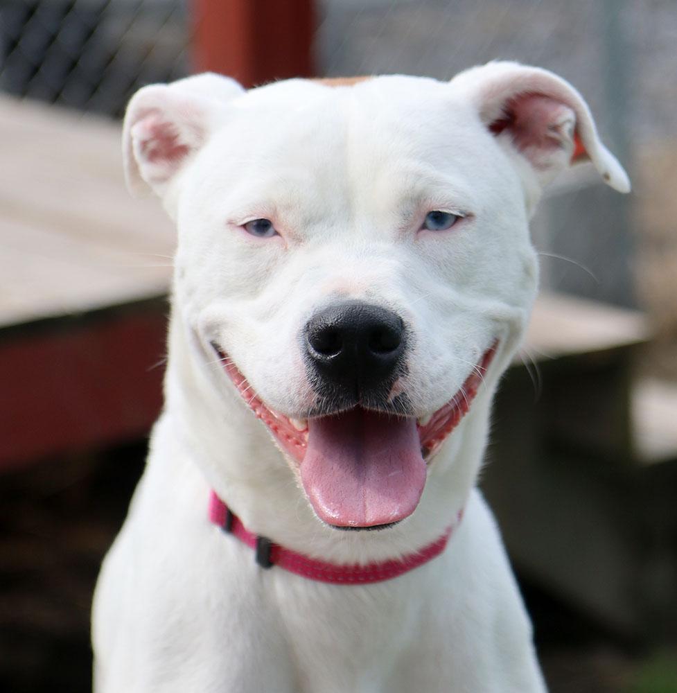 Dot (AO37190), Adoptable, Young Female Pointer.