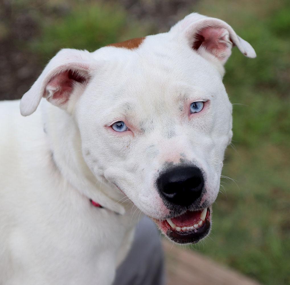 Enlarge Dot (AO37190), a Adoptable mixed breed in Kansas City, KS image 6/6