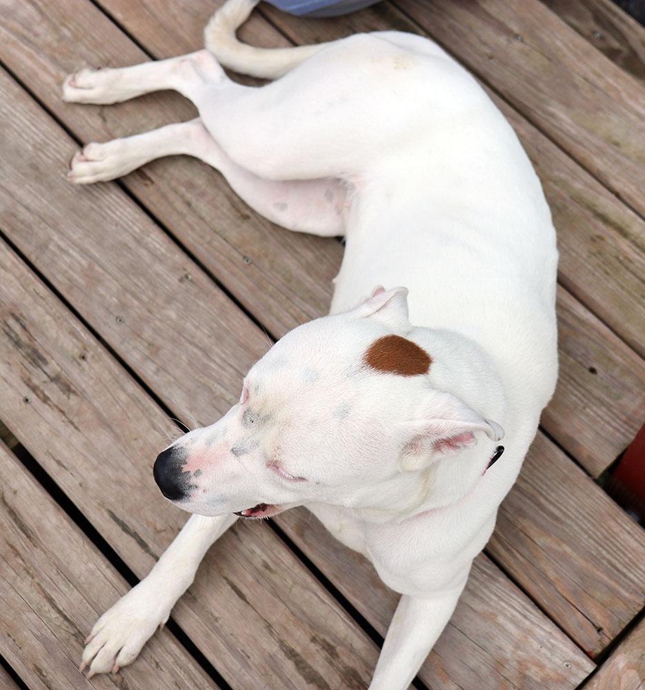 Enlarge Dot (AO37190), a Adoptable mixed breed in Kansas City, KS image 5/6