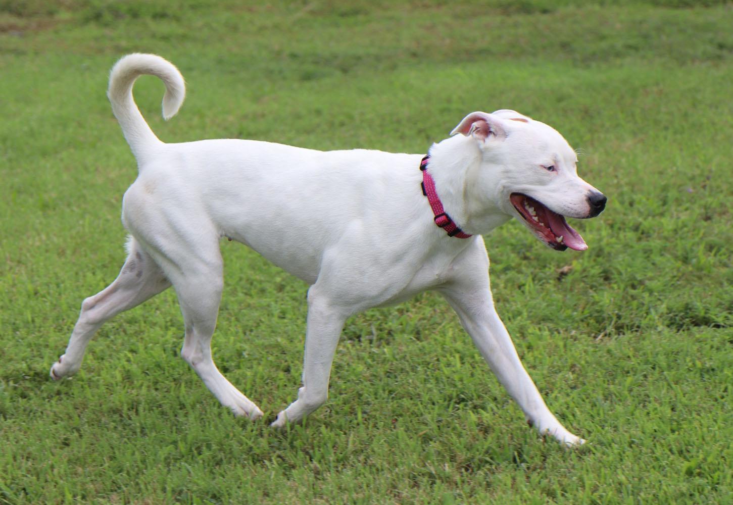 Enlarge Dot (AO37190), a Adoptable mixed breed in Kansas City, KS image 3/6
