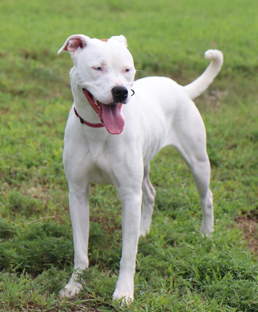 Enlarge Dot (AO37190), a Adoptable mixed breed in Kansas City, KS image 4/6