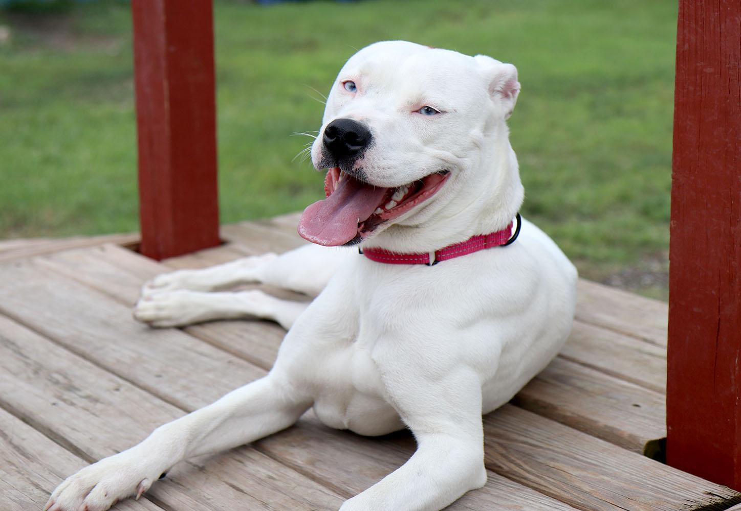 Enlarge Dot (AO37190), a Adoptable mixed breed in Kansas City, KS image 2/6