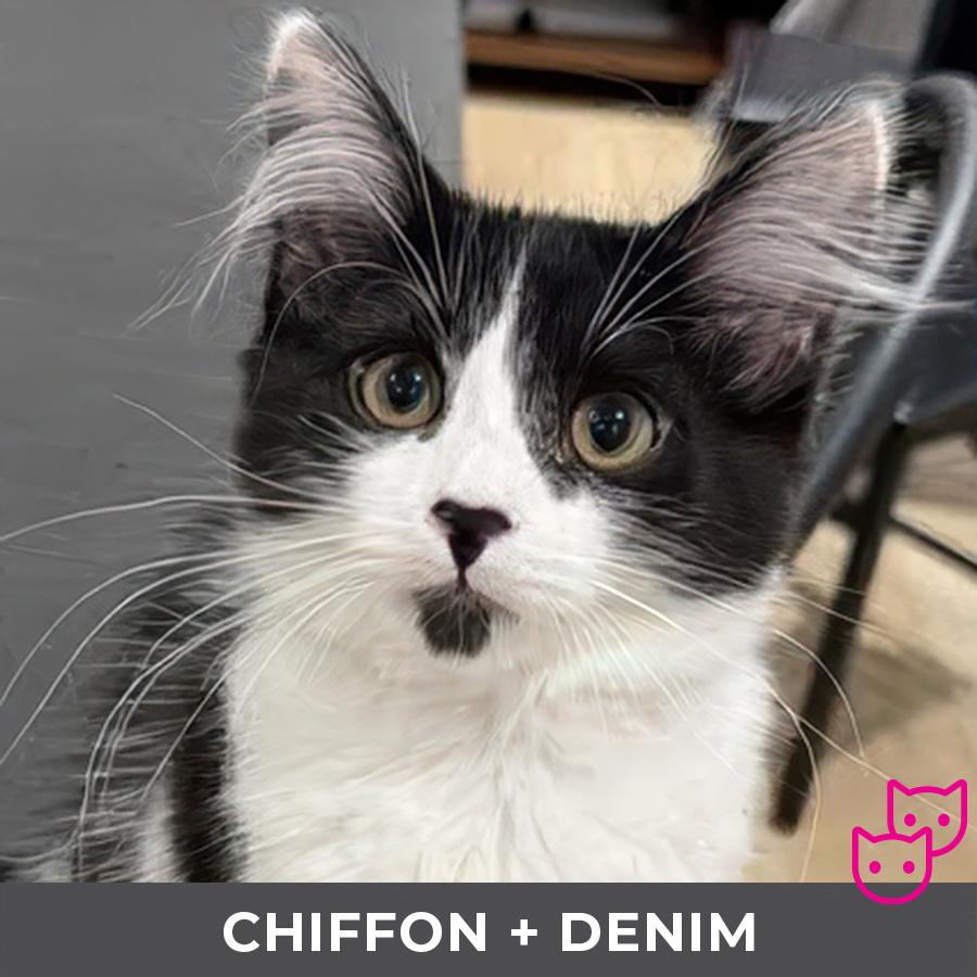 Chiffon (bonded with Denim)