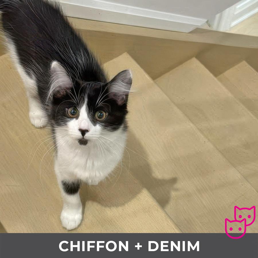 Chiffon (bonded with Denim)