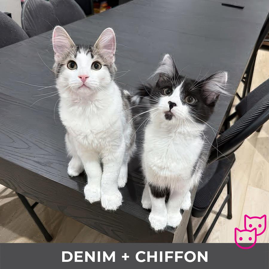 Chiffon (bonded with Denim)