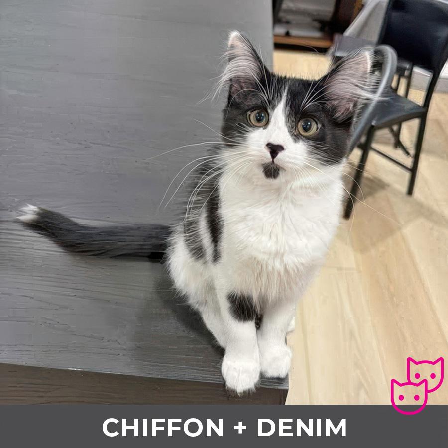 Chiffon (bonded with Denim)