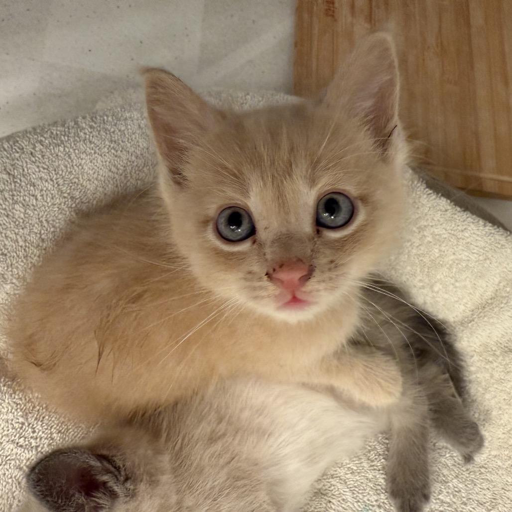 Enlarge Sherbet F-21614, a Adoptable Domestic Short Hair in Oklahoma City, OK image 1/3