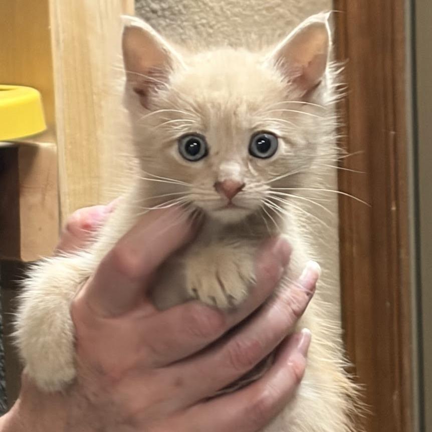 Enlarge Sherbet F-21614, a Adoptable Domestic Short Hair in Oklahoma City, OK image 2/3