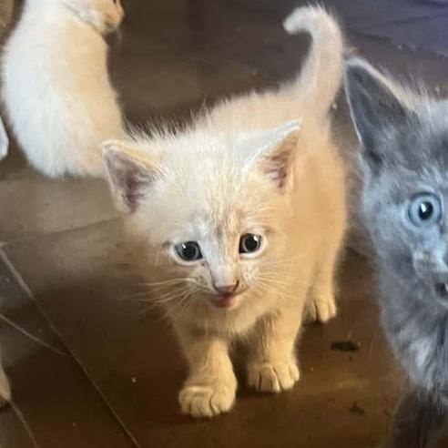 Enlarge Sherbet F-21614, a Adoptable Domestic Short Hair in Oklahoma City, OK image 3/3