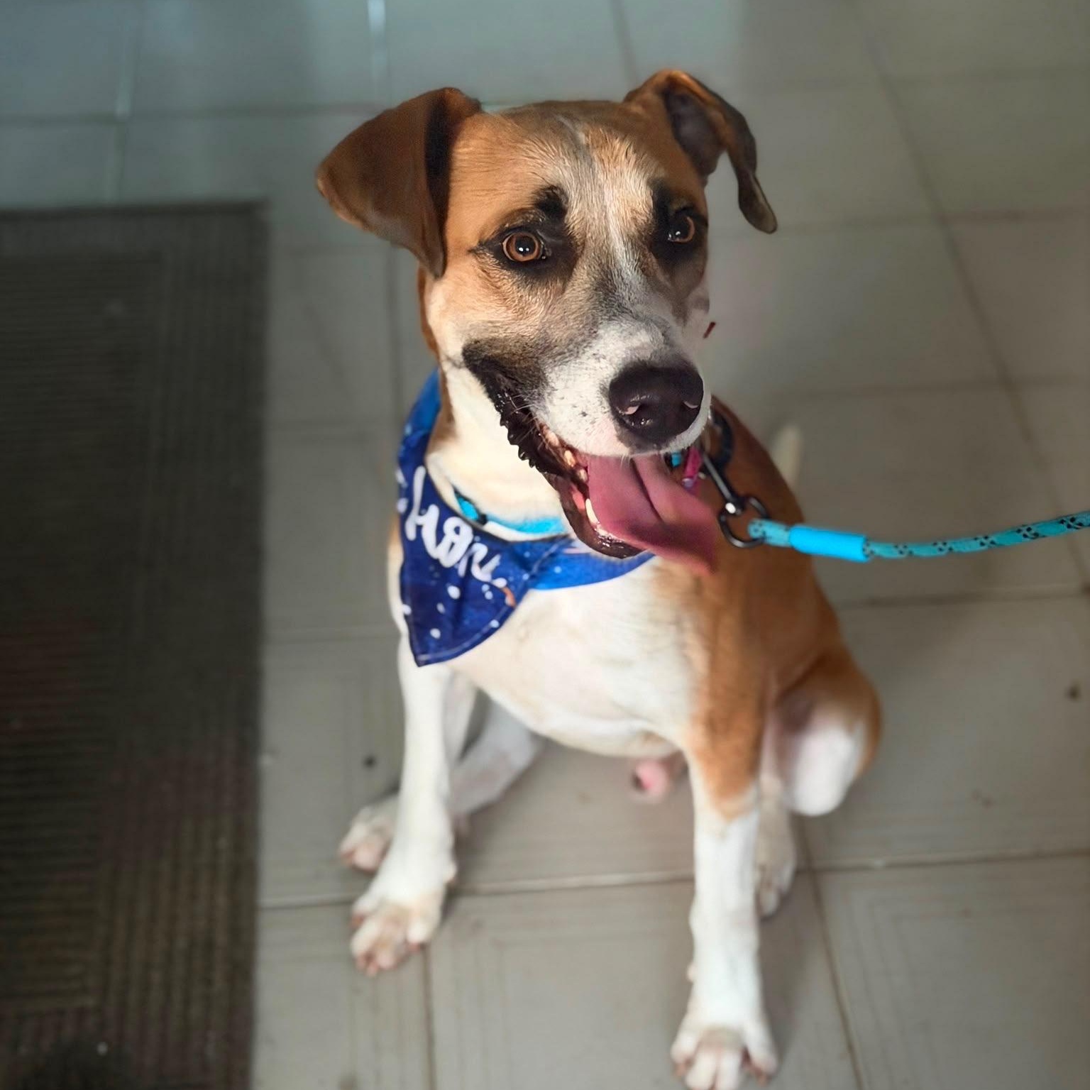 Enlarge Louis - The Big Playful Lovebug, a Adoptable mixed breed in Columbus, OH image 1/6