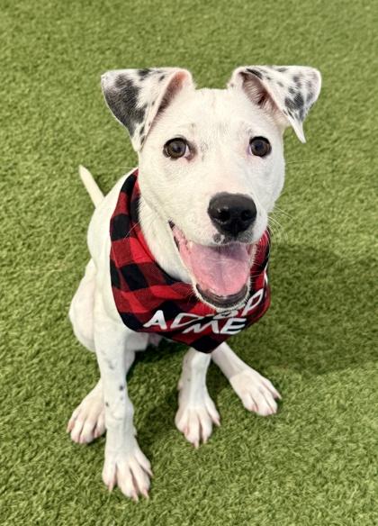 Princess, a ADOPTABLE mixed breed in Saratoga Springs, NY image 1/3