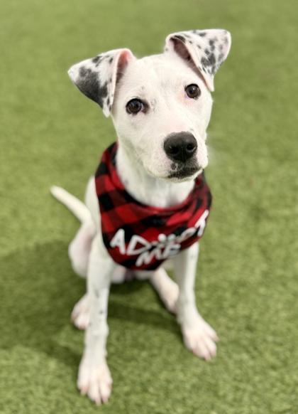 Princess, a ADOPTABLE mixed breed in Saratoga Springs, NY image 2/3