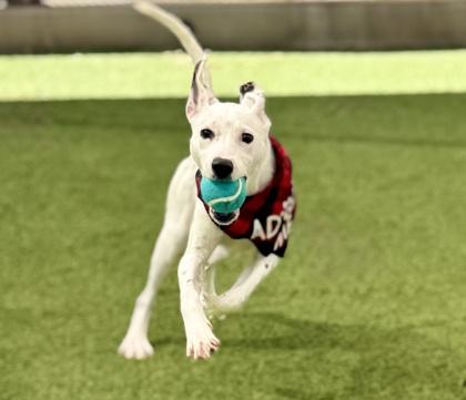 Princess, a ADOPTABLE mixed breed in Saratoga Springs, NY image 3/3