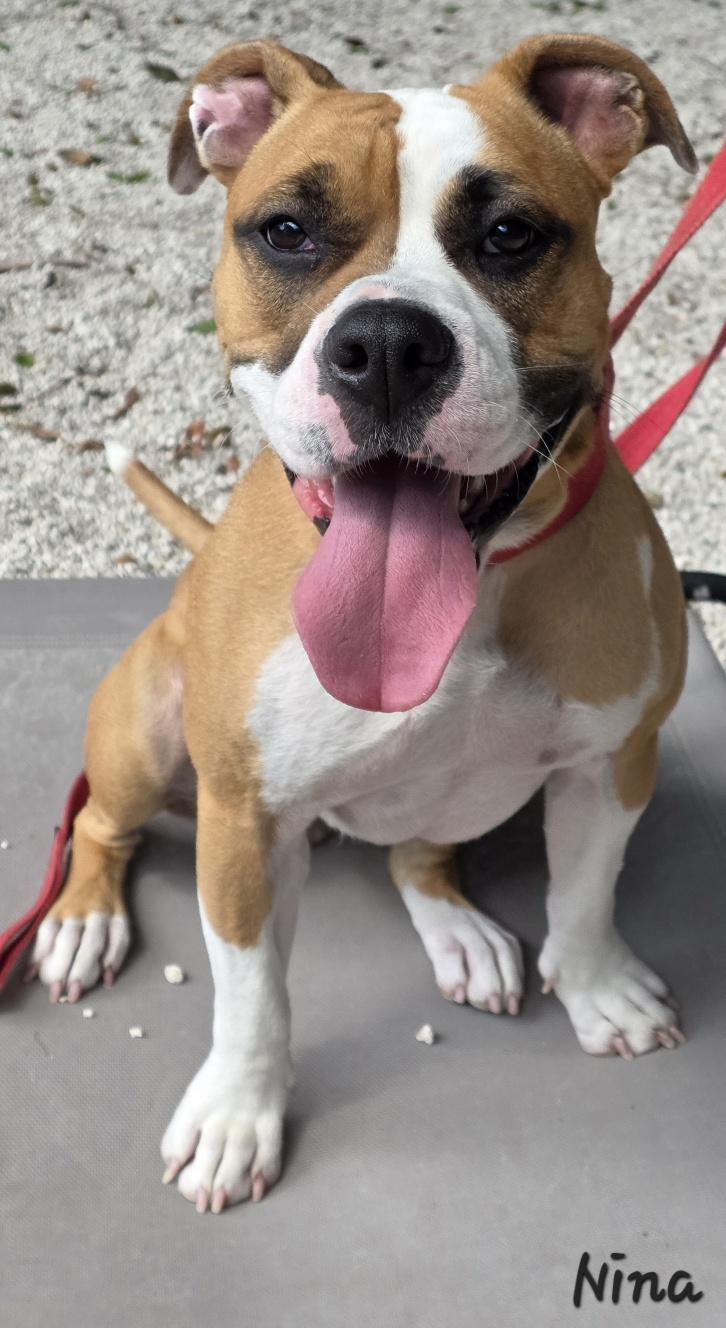 Nina, Adoptable, Adult Female Boxer & Pit Bull Terrier.