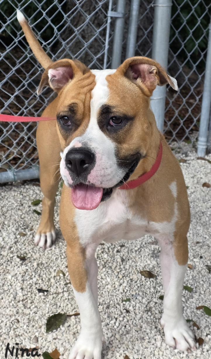 Enlarge Nina, a Adoptable mixed breed in Key Largo, FL image 3/4