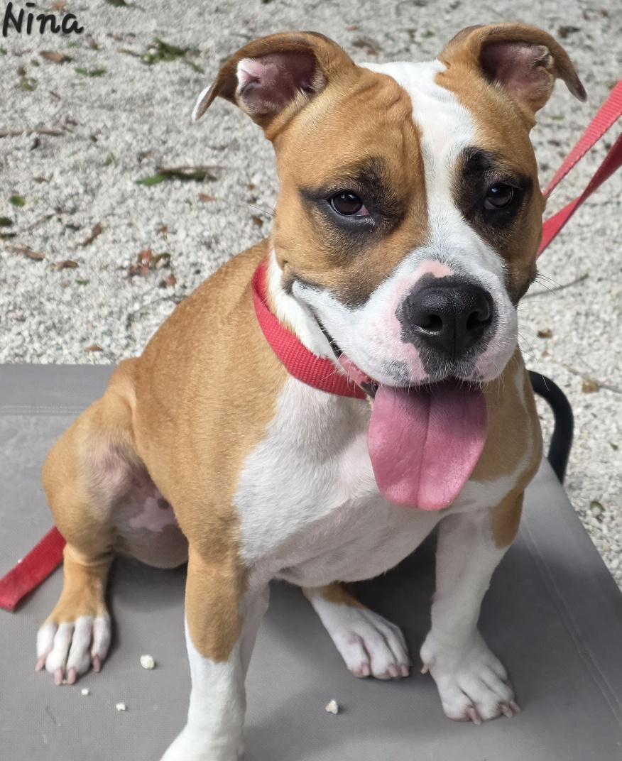 Enlarge Nina, a Adoptable mixed breed in Key Largo, FL image 4/4