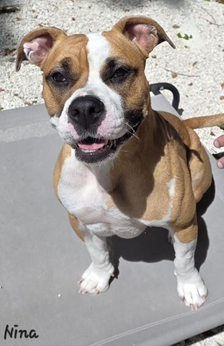Enlarge Nina, a Adoptable mixed breed in Key Largo, FL image 2/4