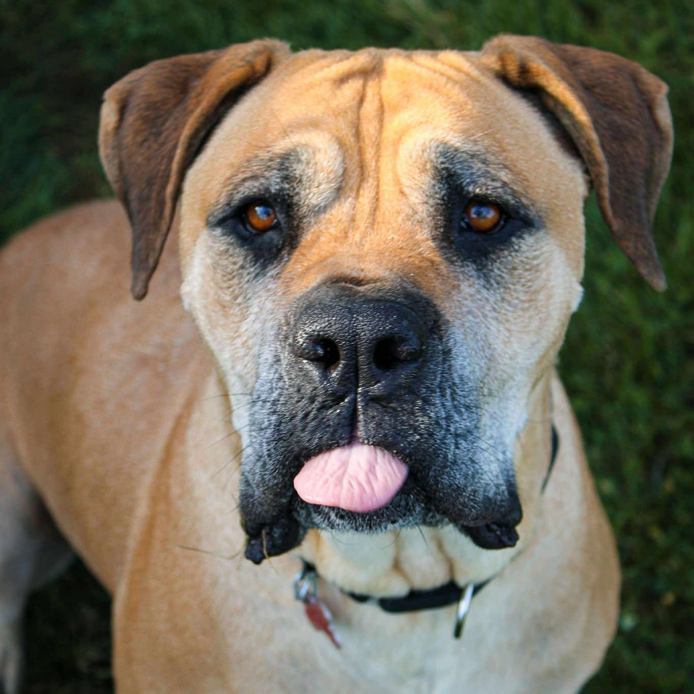 Jillian, a Adoptable Cane Corso in Valparaiso, IN image 1/3